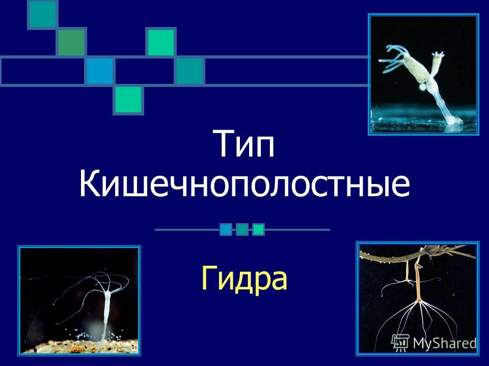 Kraken ссылки актуальные 2025 г